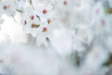 Nahaufnahme weiß-pinker Schlehenblüten im Frühling