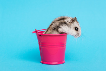 Small hamster in bucket on blue background with copy space. Gray Syrian hamster in bucket. Baby...