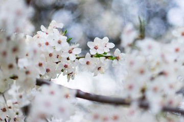 Nahaufnahme weiß-pinker Schlehenblüten im Frühling