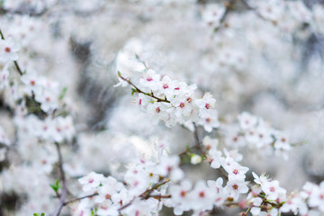 Nahaufnahme weiß-pinker Schlehenblüten im Frühling