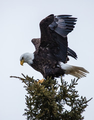 bald eagle on evergreen tree