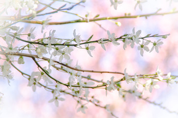 Spring Blossom