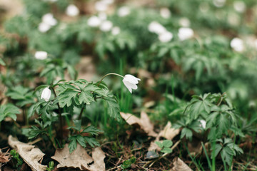 A snowdrop