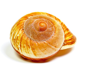 Gehäuse einer Meeresschnecke vor weißem Hintergrund