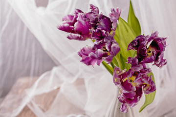 A bouquet of beautiful purple tulips on a background of white transparent curtain, for cards, holidays, celebrations, spring mood, close-up