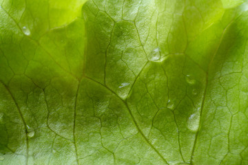 texture of lettuce leaves with water drops close-up. macro photography green background