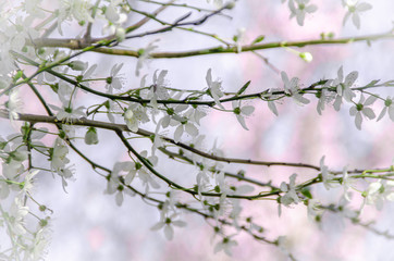 Spring Blossom