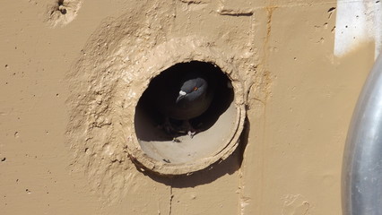 Pigeon Hole 2