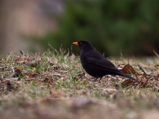 Thrush on ground. Thrush looking for food. Thrush closeup.