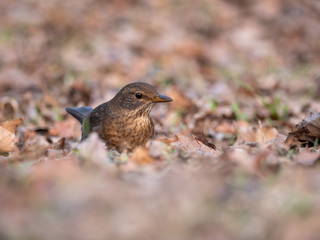 Thrush on ground. Thrush looking for food. Thrush closeup.