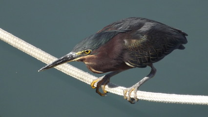 Very Photogenic Green Heron 