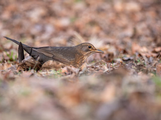 Thrush on ground. Thrush looking for food. Thrush closeup.