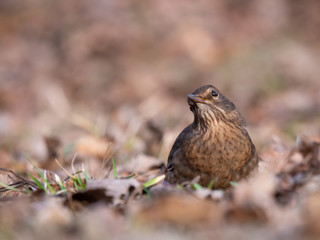 Thrush on ground. Thrush looking for food. Thrush closeup.