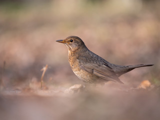 Thrush on ground. Thrush looking for food. Thrush closeup.