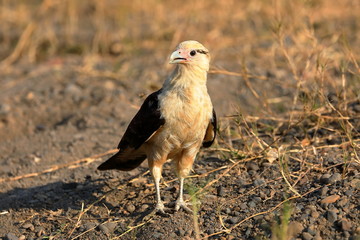 Caracara à tete jaune