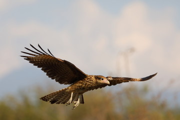 Caracara à tete jaune immature