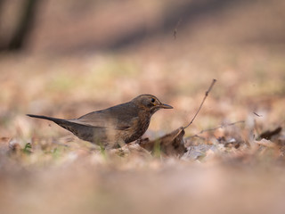 Thrush on ground. Thrush looking for food. Thrush closeup.