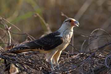Caracara à tete jaune