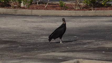 vulture in parking lot