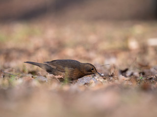 Thrush on ground. Thrush looking for food. Thrush closeup.