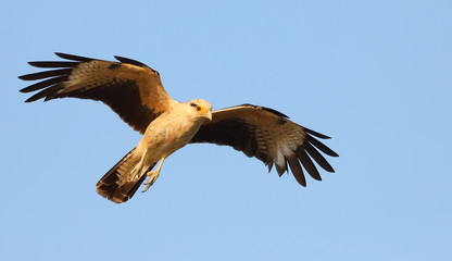 Caracara à tete jaune