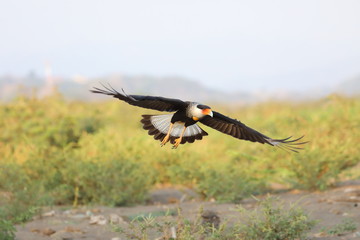 Caracara huppé