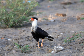 Caracara huppé