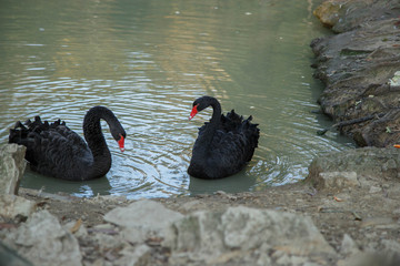 A pair of black swans in a pond in the Sochi Arboretum.