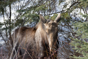 Young Bull Moose Approaching its First Spring in Northern Alberta 