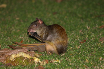 Agouti