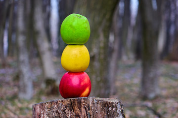 Three colored apples in the form of a traffic light on a tree stump in the woods , babies school