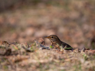 Thrush on ground. Thrush looking for food. Thrush closeup.
