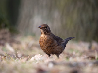 Thrush on ground. Thrush looking for food. Thrush closeup.
