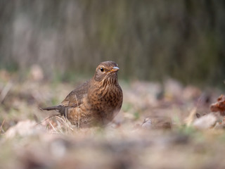 Thrush on ground. Thrush looking for food. Thrush closeup.