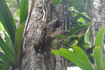 Paresseux Bocas del Toro Panama - Sloth Carenero island Panama