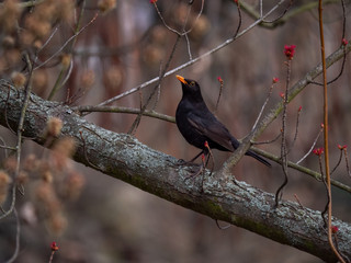 Blackbird on tree. Thrush looking on tree. Blackbird closeup.