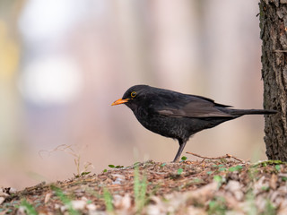 Thrush on ground. Thrush looking for food. Thrush closeup.