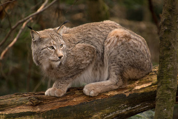 Obraz premium Luchs