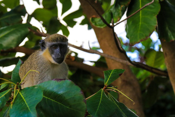 Monkey sitting in a Tree