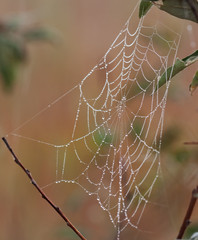 Spider web with dew drops on branch