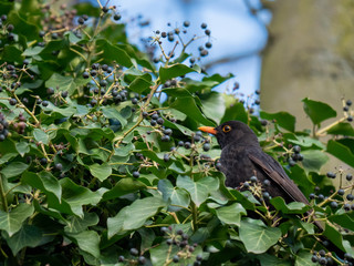 Blackbird on tree. Thrush looking on tree. Blackbird closeup.