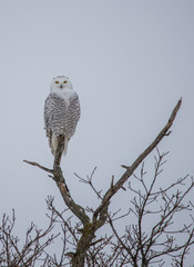 female snowy owl