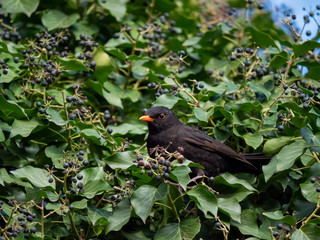 Blackbird on tree. Thrush looking on tree. Blackbird closeup.