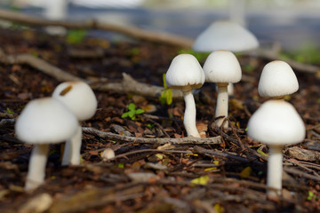 white inedible mushrooms in the ground