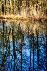 Teich im Wald beim Kloster Loccum 2