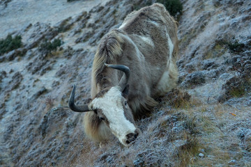 Yak in the Himalayas