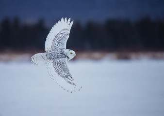 snowy owl female in flight