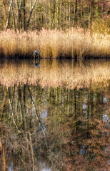 Teich im Wald beim Kloster Loccum 2