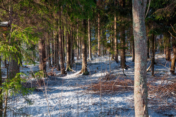 In the snowy sunny winter Forest at Saint-Petersburg region