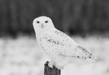 snowy owl close up in winter
